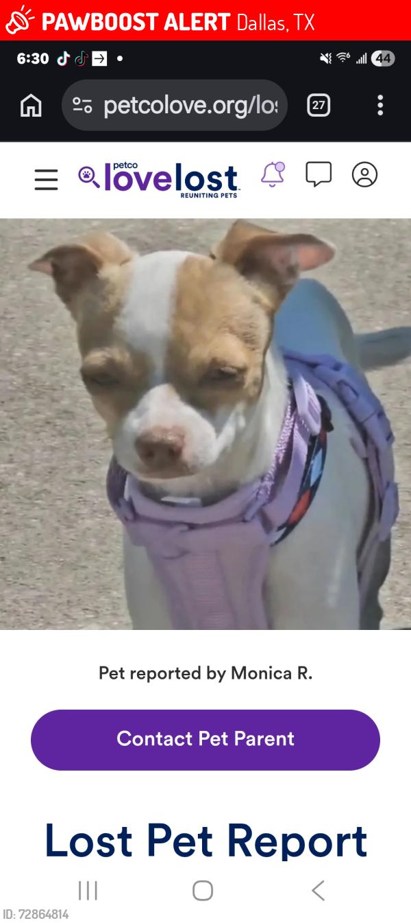 Lost Female Dog last seen Apaloosa and kirnwood dallas TX 75237, Dallas, TX 75237