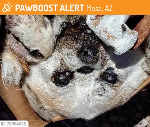 Found/Stray Female Dog last seen Near s.PaloVerde st.MesaAz 85209, Mesa, AZ 85208
