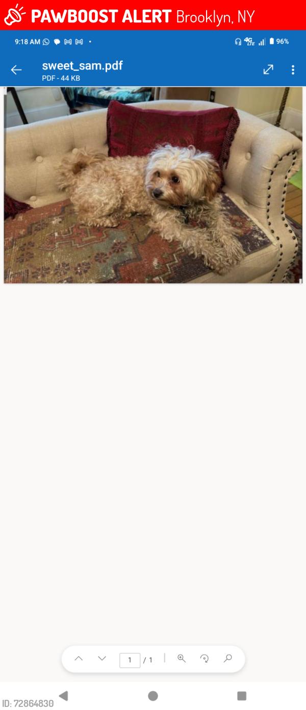 Lost Female Dog last seen F train, Brooklyn, NY 11209
