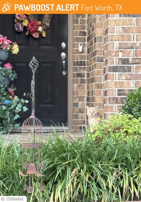 Found/Stray Unknown Cat last seen In neighborhood by tanger outlets, Fort Worth, TX 76177