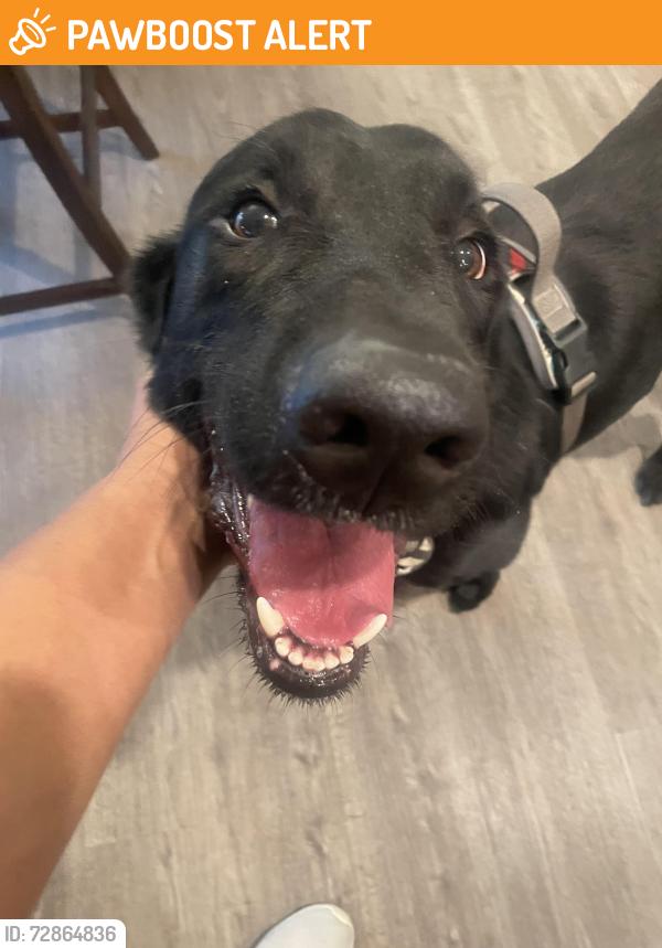 Found/Stray Male Dog last seen Providence Village, Tx, Providence Village, TX 76227