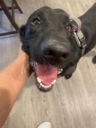 Found/Stray Male Dog last seen Providence Village, Tx, Providence Village, TX 76227