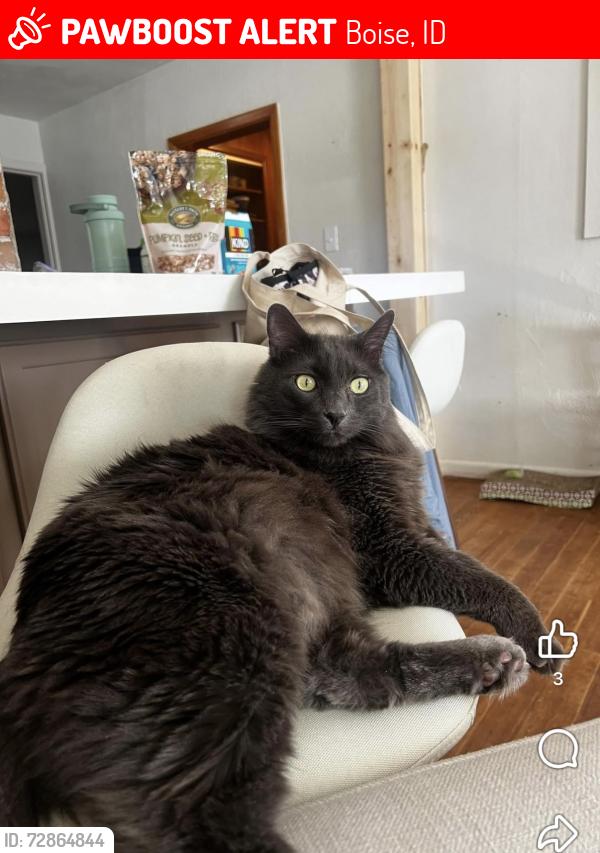 Lost Male Cat last seen Targee and Kerr, Boise, ID 83705