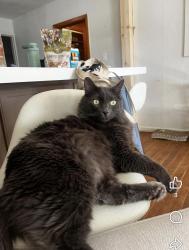 Lost Male Cat last seen Targee and Kerr, Boise, ID 83705