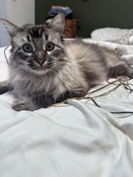Lost Male Cat last seen St Mary’s road , Lafayette, CA 94549