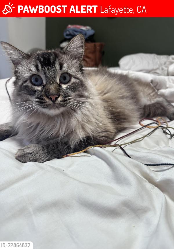 Lost Male Cat last seen St Mary’s road , Lafayette, CA 94549