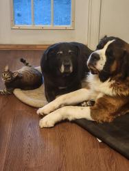 Lost Female Cat last seen Springwood Elementary, Tallahassee, FL 32303