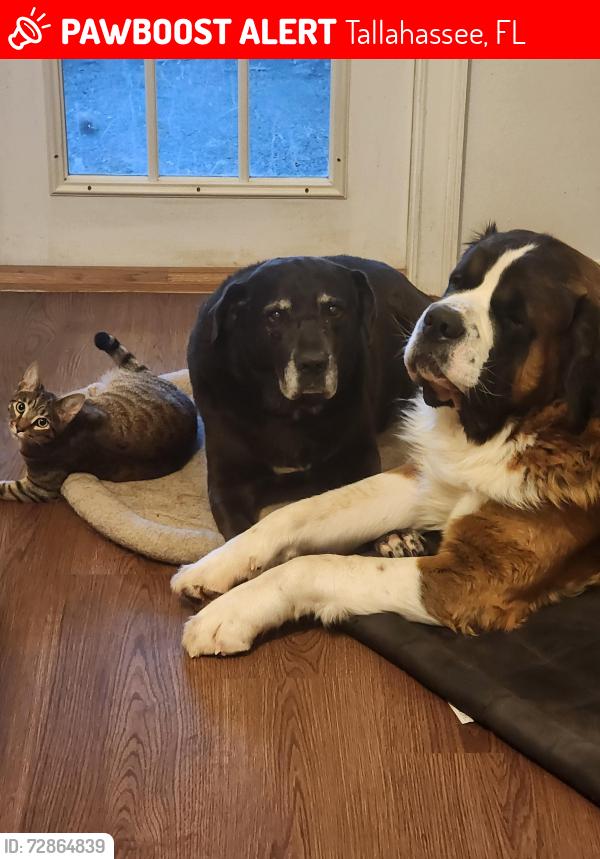 Lost Female Cat last seen Springwood Elementary, Tallahassee, FL 32303
