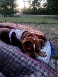 Found/Stray Female Dog last seen Stoney point road and lindsay road, Hoke County, NC 28376