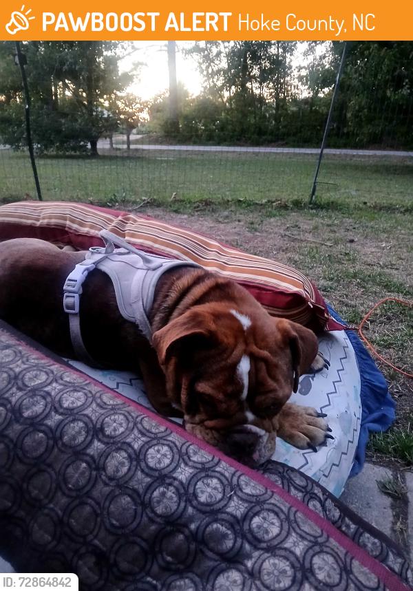 Found/Stray Female Dog last seen Stoney point road and lindsay road, Hoke County, NC 28376