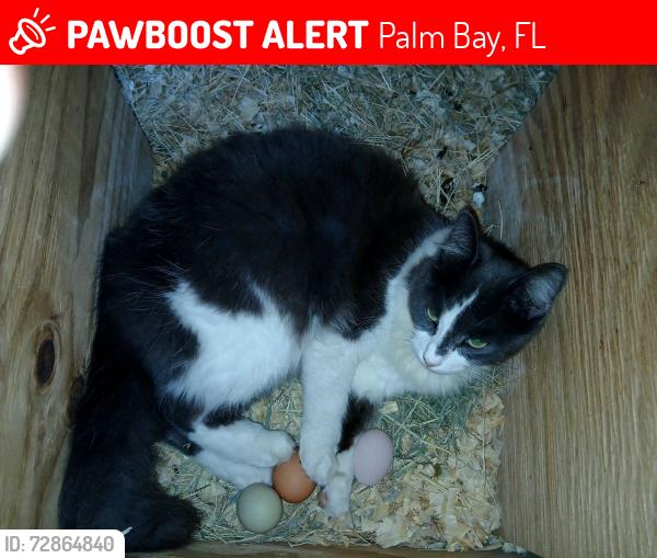 Lost Female Cat last seen Creel Rd is off Cromey Rd.which turns off Port Malabar., Palm Bay, FL 32905