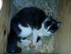 Lost Female Cat last seen Creel Rd is off Cromey Rd.which turns off Port Malabar., Palm Bay, FL 32905