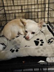 Lost Male Dog last seen Matterhorn & Kenya, Cedar Hill, TX 75104