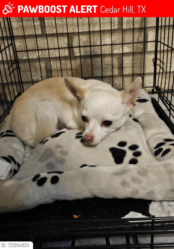 Lost Male Dog last seen Matterhorn & Kenya, Cedar Hill, TX 75104