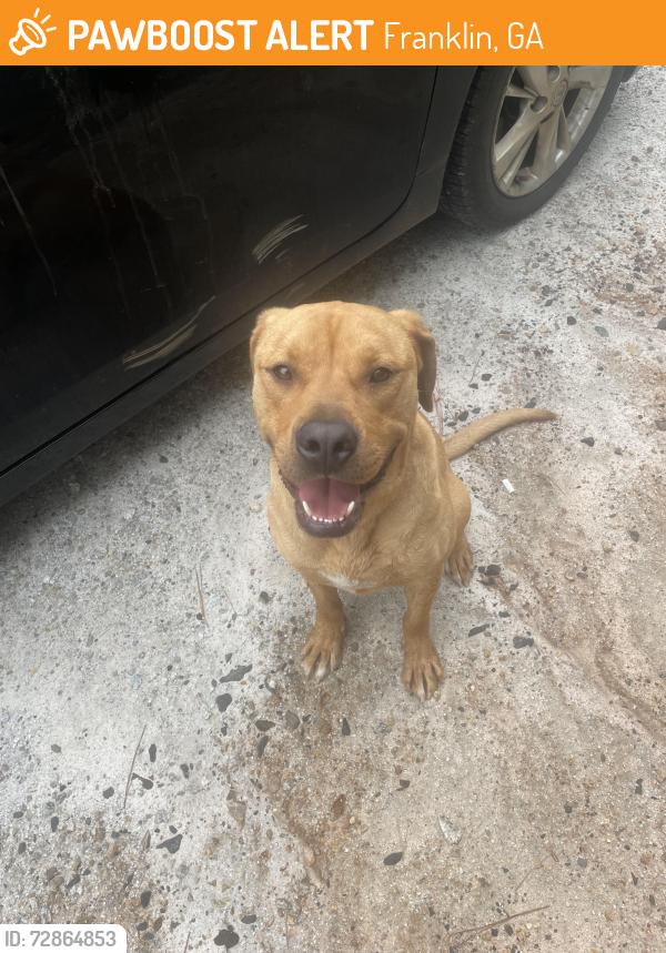 Found/Stray Male Dog last seen Down Ridge Rd in Franklin, GA, Franklin, GA 30217