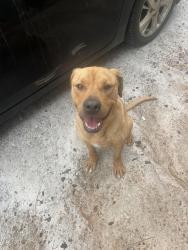 Found/Stray Male Dog last seen Down Ridge Rd in Franklin, GA, Franklin, GA 30217