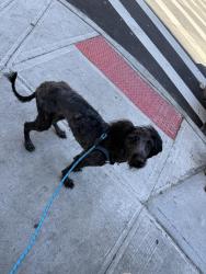 Found/Stray Female Dog last seen teller and webster avenue , The Bronx, NY 10457
