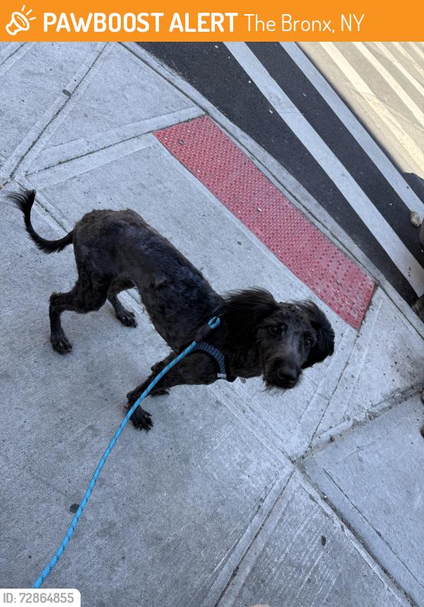 Found/Stray Female Dog last seen teller and webster avenue , The Bronx, NY 10457