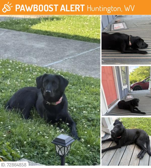 Found/Stray Female Dog last seen Main Street Guyandotte, Huntington, WV 25702