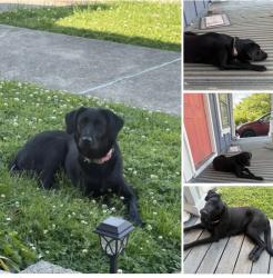 Found/Stray Female Dog last seen Main Street Guyandotte , Huntington, WV 25702