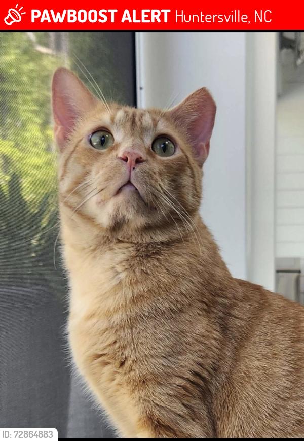 Lost Male Cat last seen Asbury Park neighborhood, Huntersville, NC 28078
