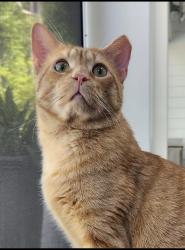 Lost Male Cat last seen Asbury Park neighborhood, Huntersville, NC 28078