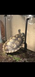 Lost Female Other last seen Whitney ranch, Henderson, NV 89014