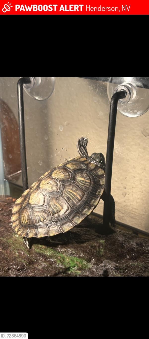 Lost Female Other last seen Whitney ranch, Henderson, NV 89014