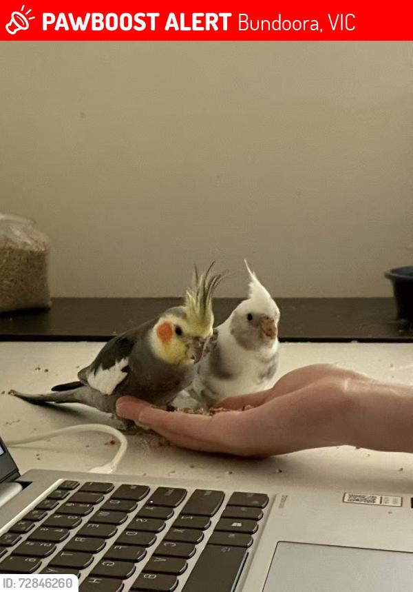 Lost Male Bird last seen Snake Gully Drive, Bundoora, VIC 3083