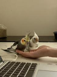 Lost Male Bird last seen Snake Gully Drive, Bundoora, VIC 3083