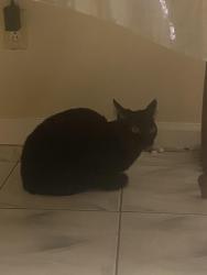 Found/Stray Unknown Cat last seen Stone St , Newark, NJ 07104