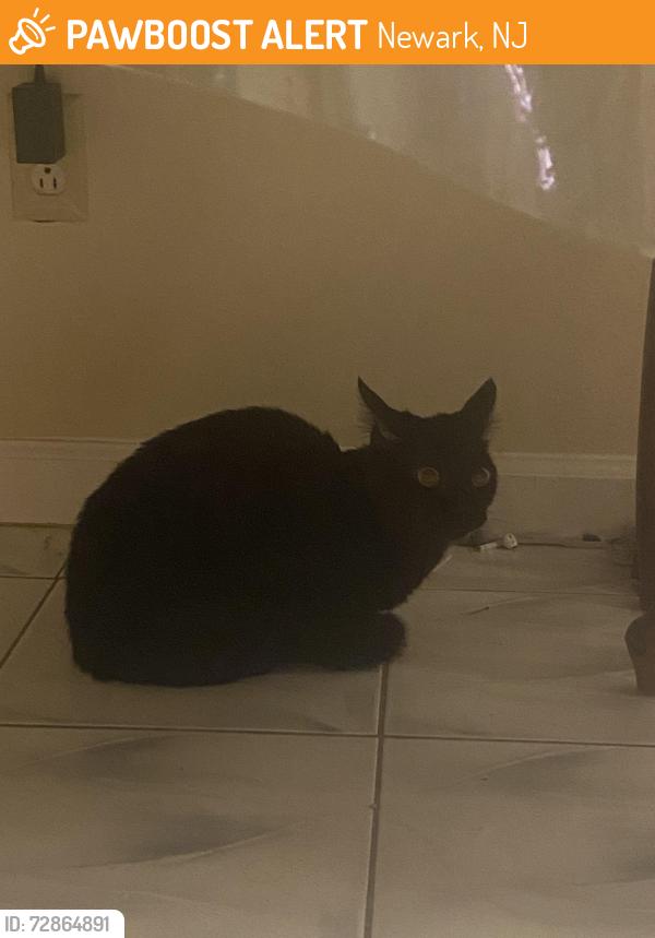 Found/Stray Unknown Cat last seen Stone St , Newark, NJ 07104