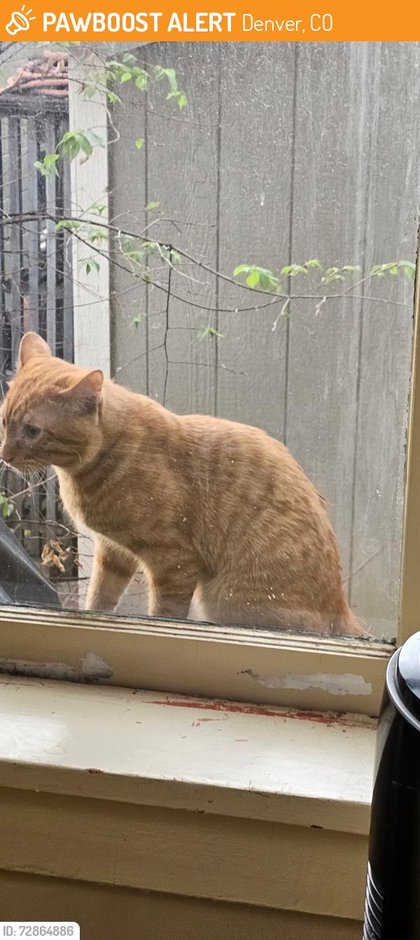Found/Stray Unknown Cat last seen E. 12th and N. Downing, Denver , Denver, CO 80218