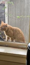 Found/Stray Unknown Cat last seen E. 12th and N. Downing, Denver , Denver, CO 80218