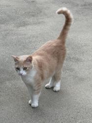 Lost Male Cat last seen N. Larkin Dr between Covina and Cyoress, Covina, CA 91722