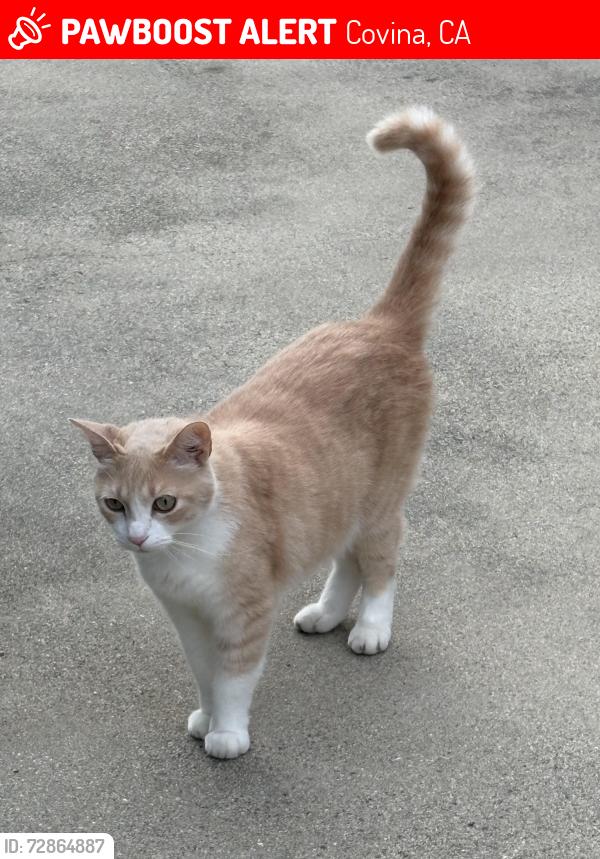 Lost Male Cat last seen N. Larkin Dr between Covina and Cyoress, Covina, CA 91722