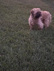 Lost Male Dog last seen Daisy Mist Ln, Blue Bell Village, TX 77038