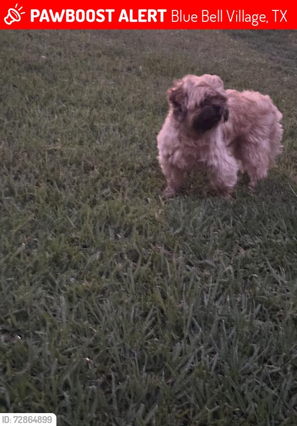 Lost Male Dog last seen Daisy Mist Ln, Blue Bell Village, TX 77038