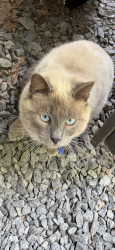 Lost Male Cat last seen Lauralwood Ln & Sandalwood Ln, Waxhaw NC, Marvin, NC 28173