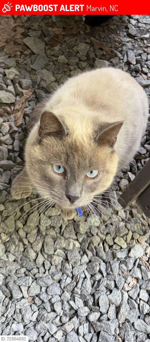 Lost Male Cat last seen Lauralwood Ln & Sandalwood Ln, Waxhaw NC, Marvin, NC 28173