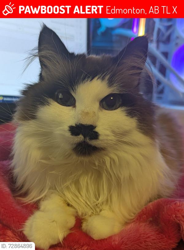 Lost Female Cat last seen Near Ave and 127 st, Edmonton, AB T5L 3X4