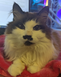 Lost Female Cat last seen Near Ave and 127 st, Edmonton, AB T5L 3X4