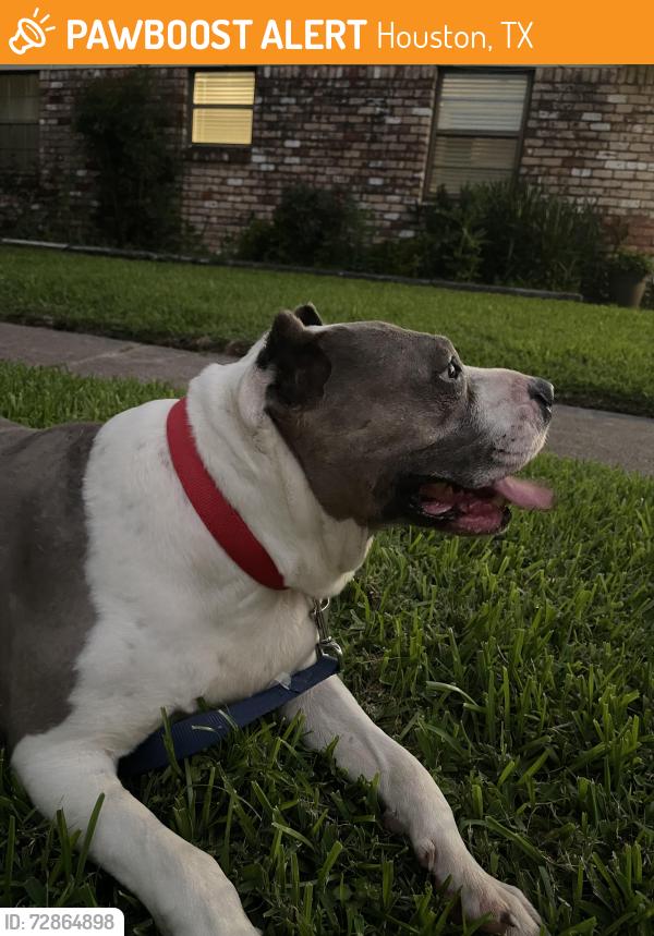 Found/Stray Female Dog last seen West Airport and Landsdowne, Houston, TX 77035