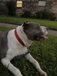 Found/Stray Female Dog last seen West Airport and Landsdowne, Houston, TX 77035