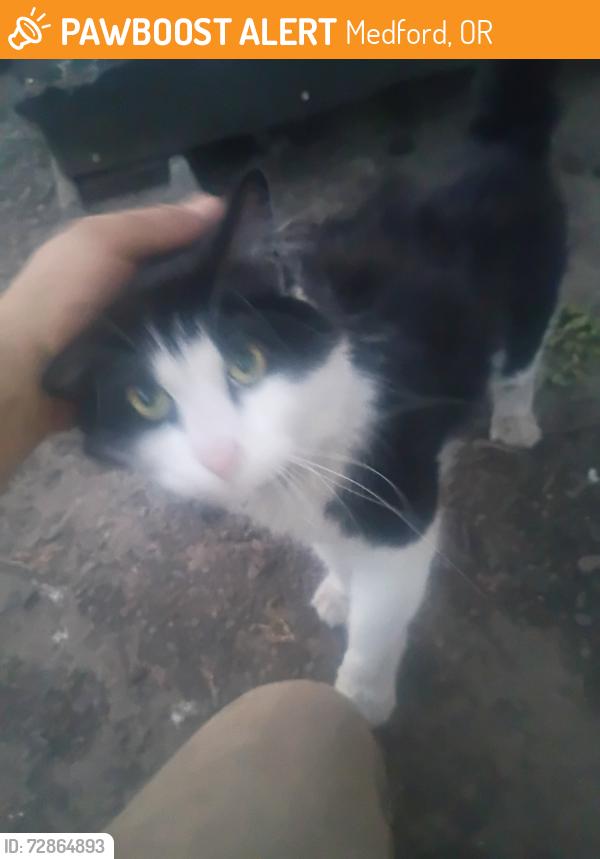 Found/Stray Male Cat last seen 11th and Laurel, Downtown Medford, Medford, OR 97501
