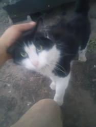 Found/Stray Male Cat last seen 11th and Laurel, Downtown Medford, Medford, OR 97501