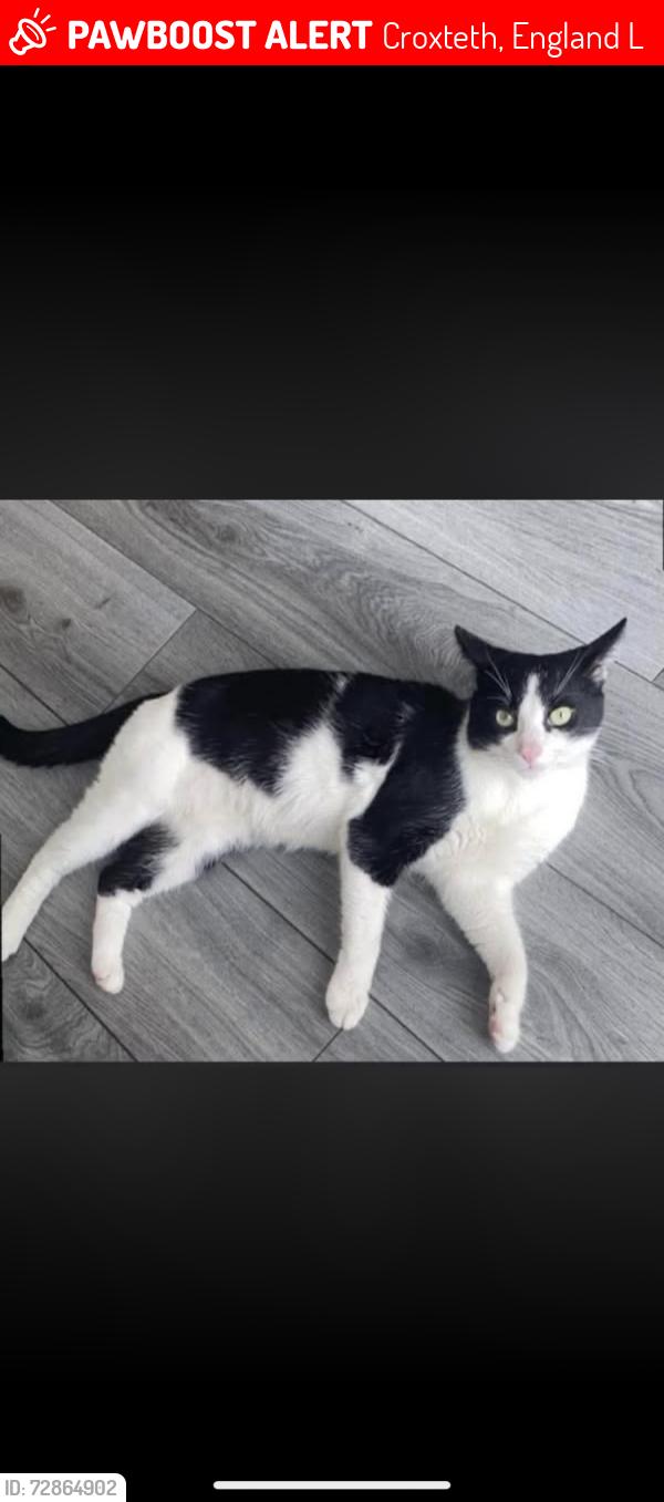 Lost Male Cat last seen Stonedale retail park , Croxteth, England L11