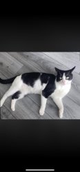 Lost Male Cat last seen Stonedale retail park , Croxteth, England L11