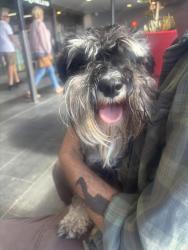 Found/Stray Unknown Dog last seen Waratah Kmart , Waratah, NSW 2298