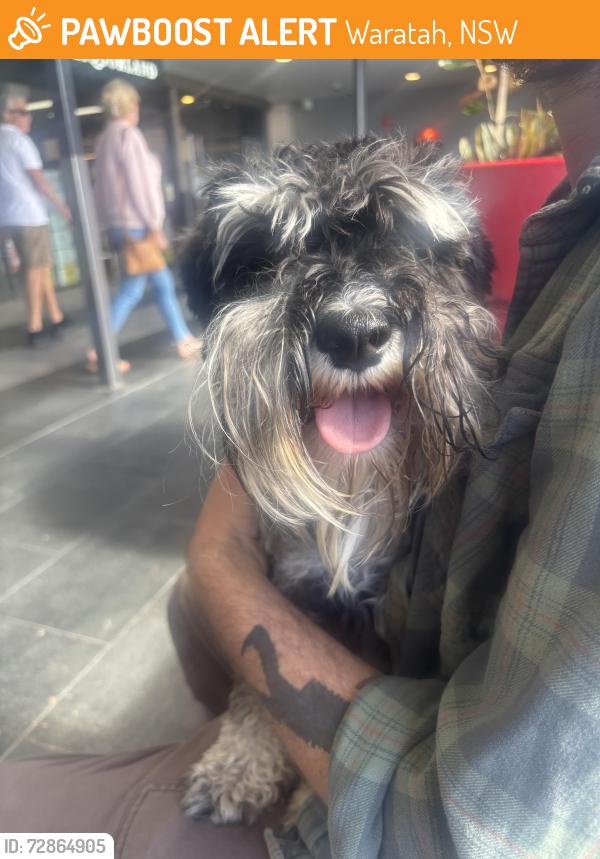 Found/Stray Unknown Dog last seen Waratah Kmart , Waratah, NSW 2298